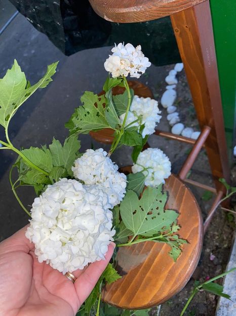 10CD401C-B3F0-410A-938D-9AB698DB557B - FLORILE MELE 2021 nr 1