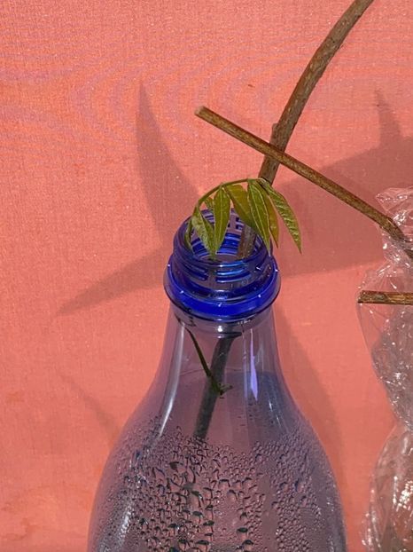 9EC1DA89-A2FF-4613-B706-7D1AB1651080 - FLORILE MELE 2021 nr 1