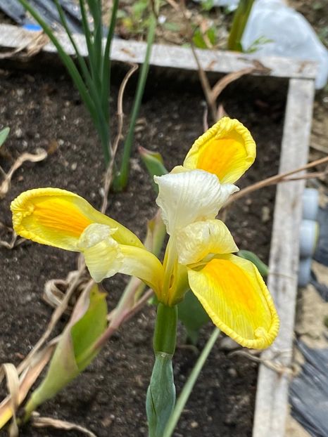 510F7102-A9F2-40B9-A848-CF871B55F5D8 - Stanjenei Iriși