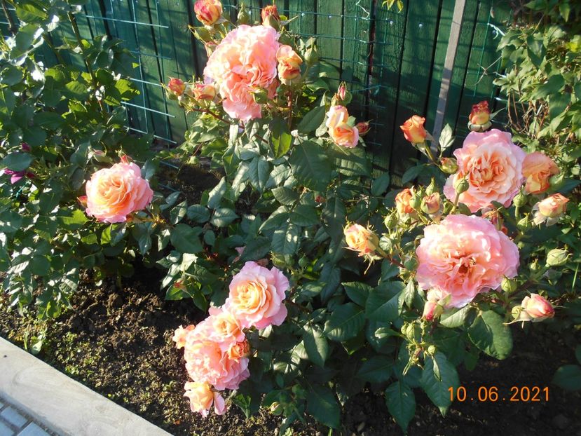  - 02 Trandafiri 2021