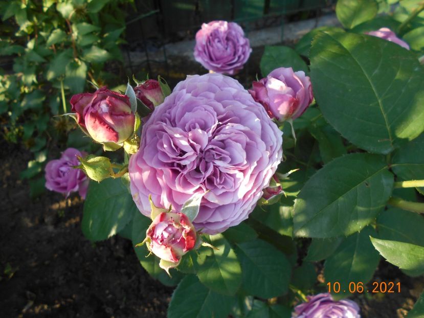  - 02 Trandafiri 2021