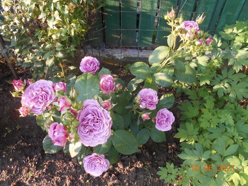  - 02 Trandafiri 2021