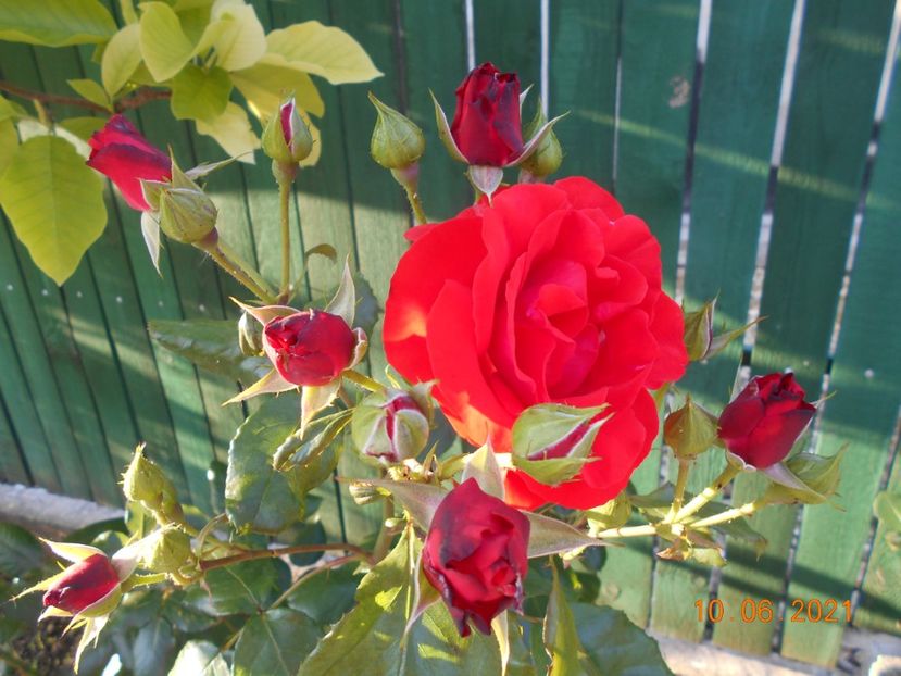  - 02 Trandafiri 2021