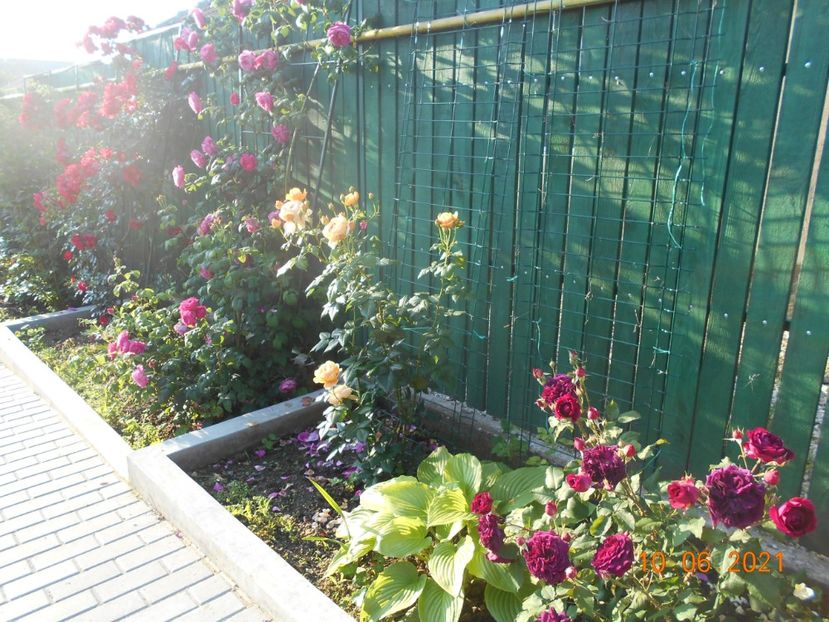  - 02 Trandafiri 2021