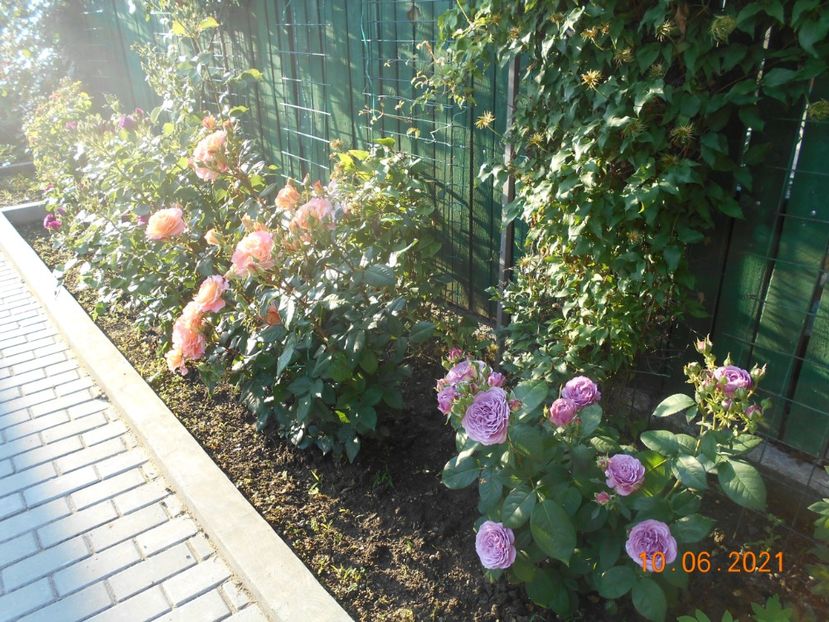  - 02 Trandafiri 2021