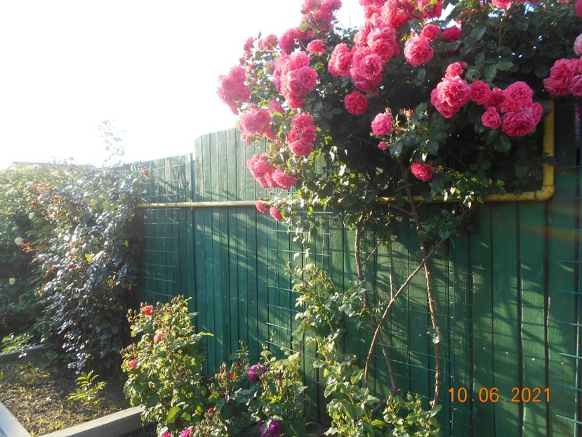  - 02 Trandafiri 2021