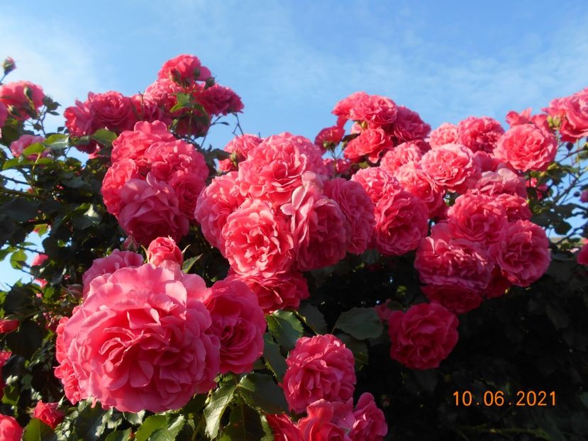  - 02 Trandafiri 2021