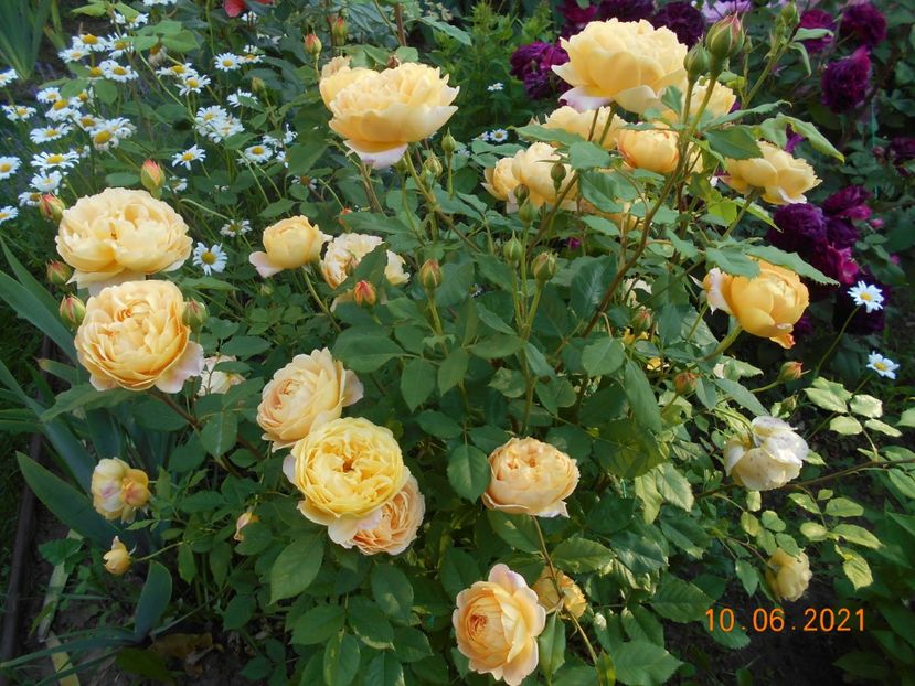  - 02 Trandafiri 2021