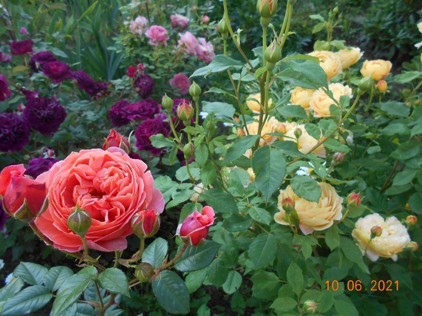 - 02 Trandafiri 2021