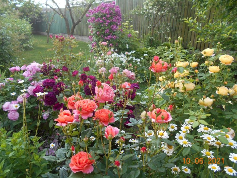  - 02 Trandafiri 2021