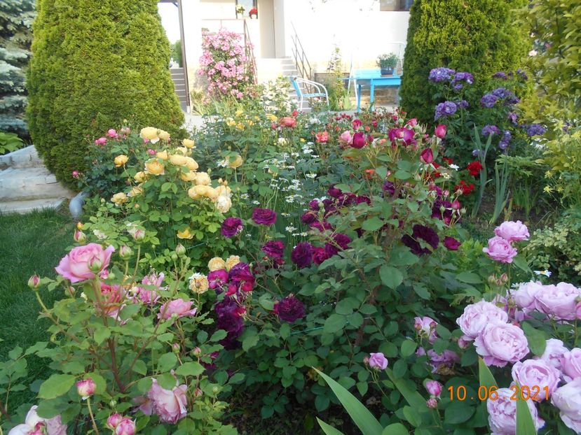  - 02 Trandafiri 2021