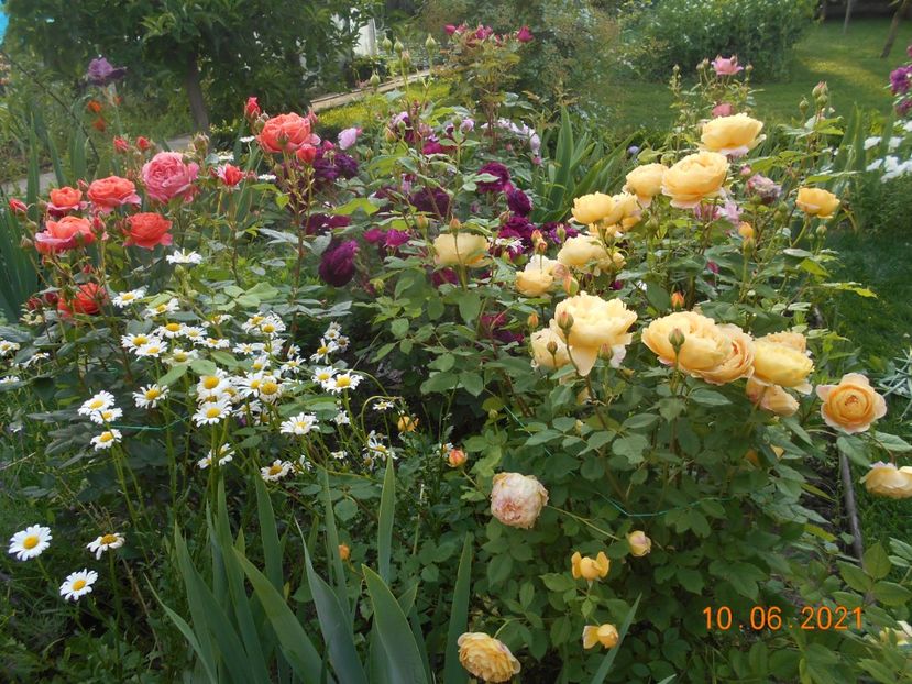  - 02 Trandafiri 2021