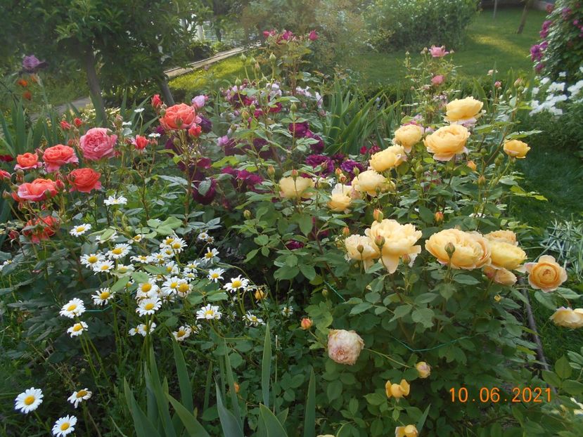  - 02 Trandafiri 2021