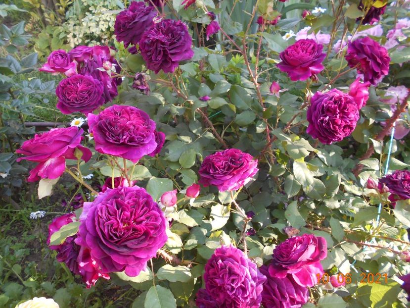 - 02 Trandafiri 2021