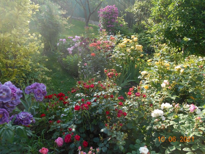  - 02 Trandafiri 2021