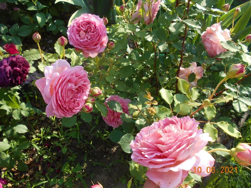  - 02 Trandafiri 2021