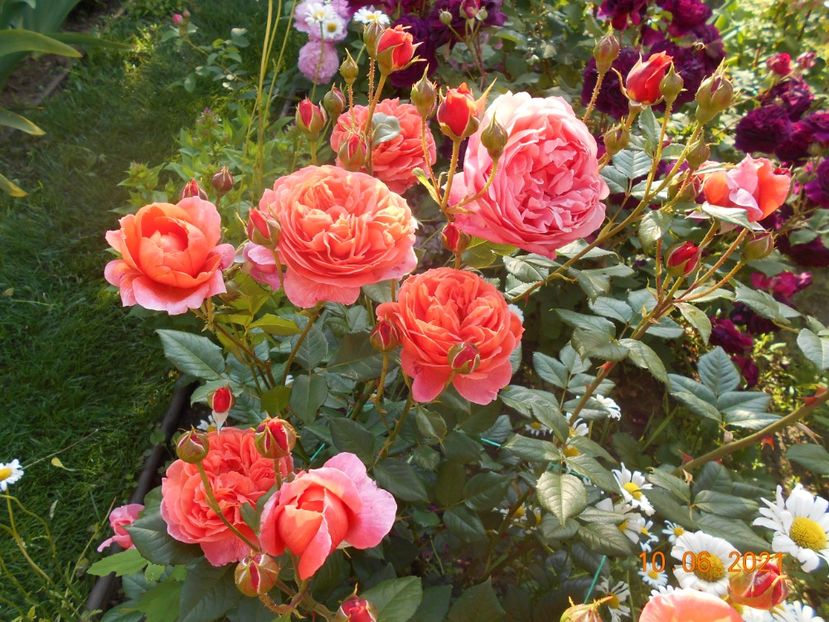  - 02 Trandafiri 2021