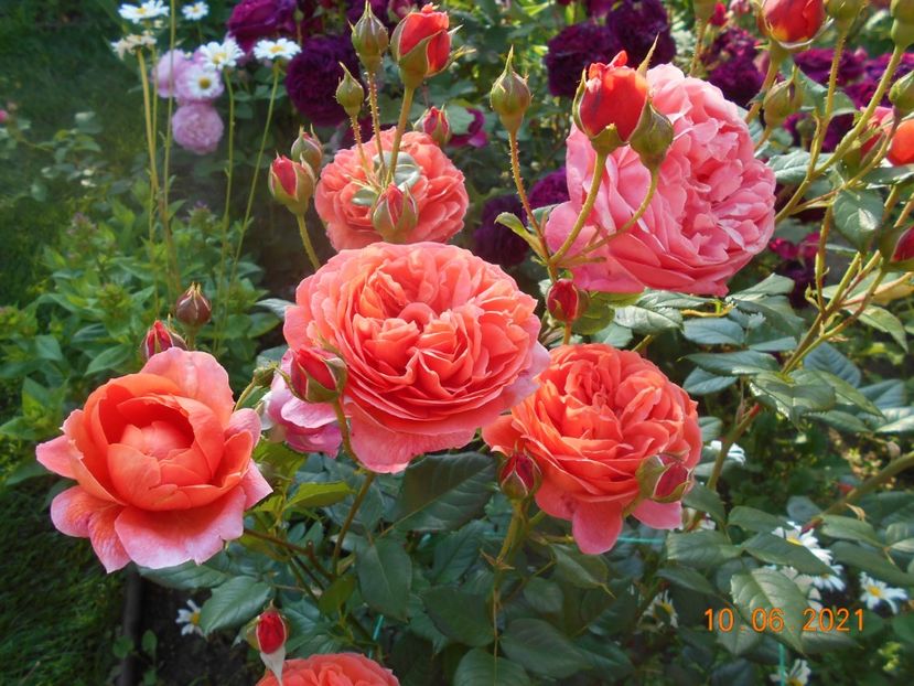  - 02 Trandafiri 2021