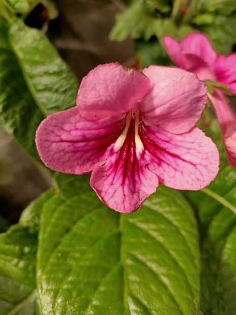 Img.2021.03.18 - Provizoriu- Frumuseți