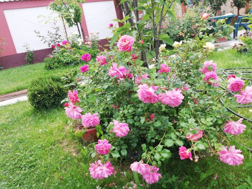  - Gradina iunie 2021