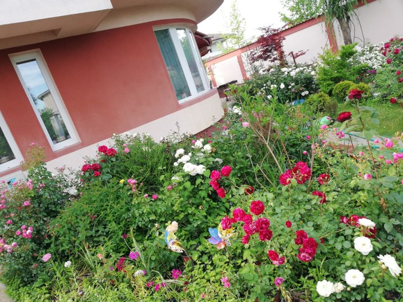  - Gradina iunie 2021