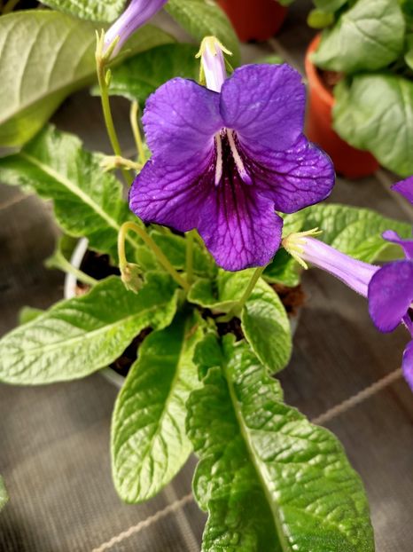 Img.2021.03.18 - Provizoriu- Frumuseți