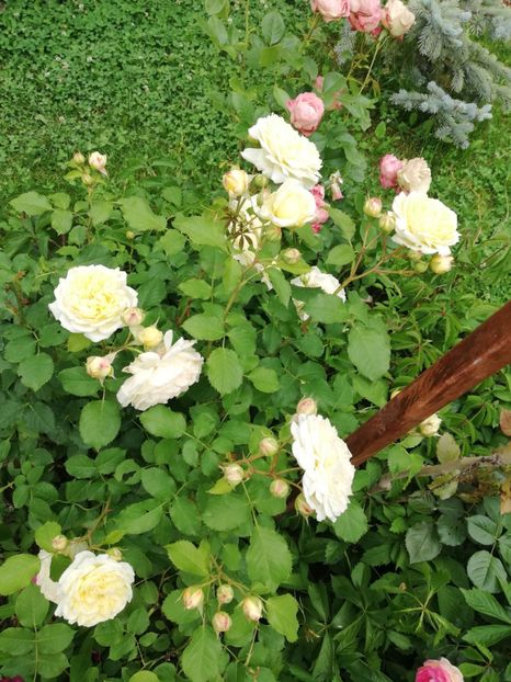  - Gradina iunie 2021