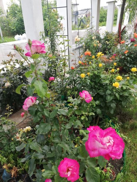  - Gradina iunie 2021