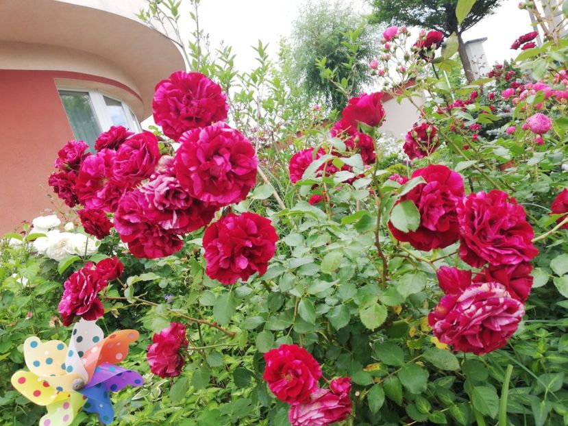  - Gradina iunie 2021