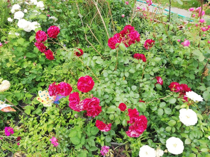  - Gradina iunie 2021