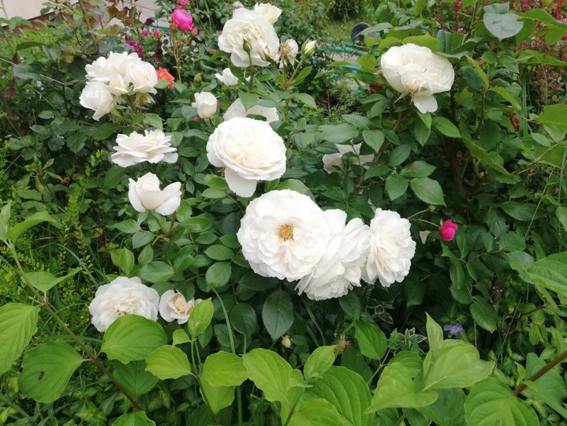  - Gradina iunie 2021