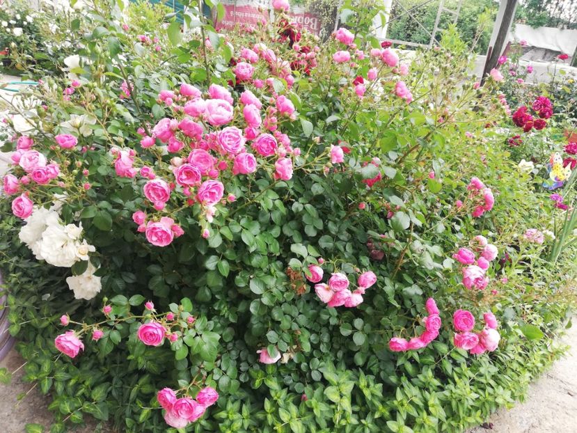  - Gradina iunie 2021