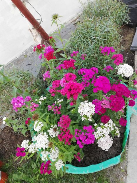  - Gradina iunie 2021