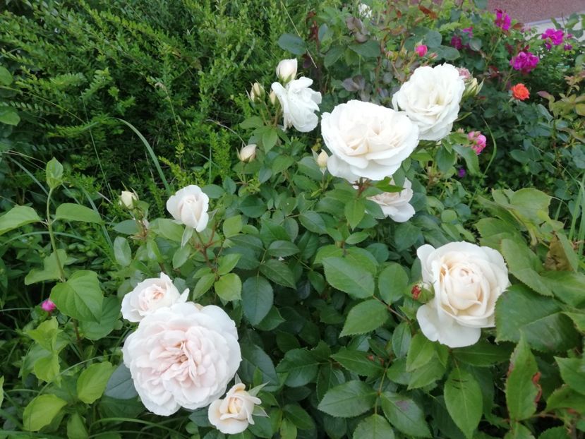  - Gradina iunie 2021