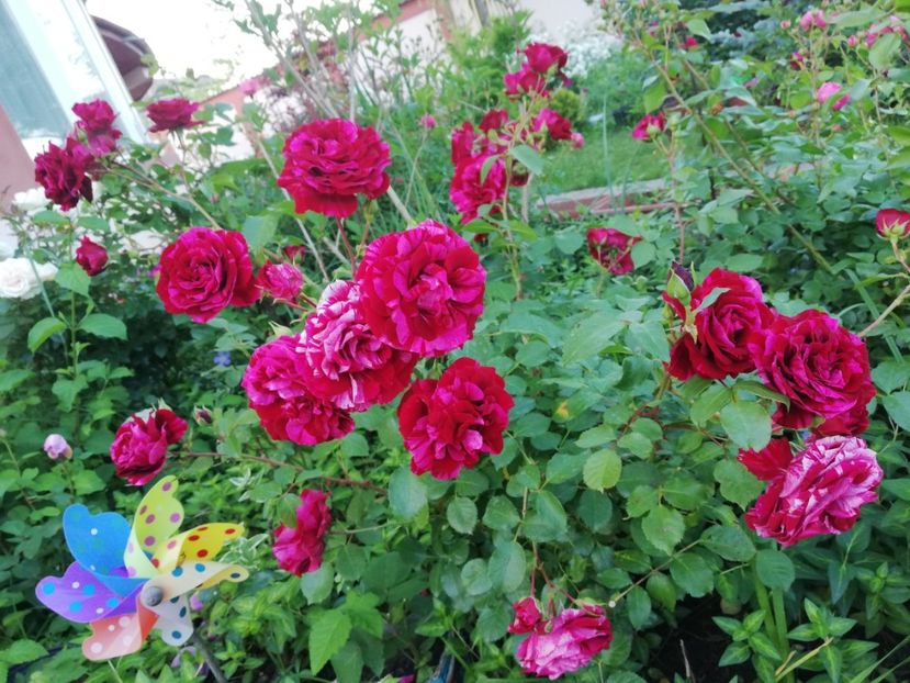  - Gradina iunie 2021