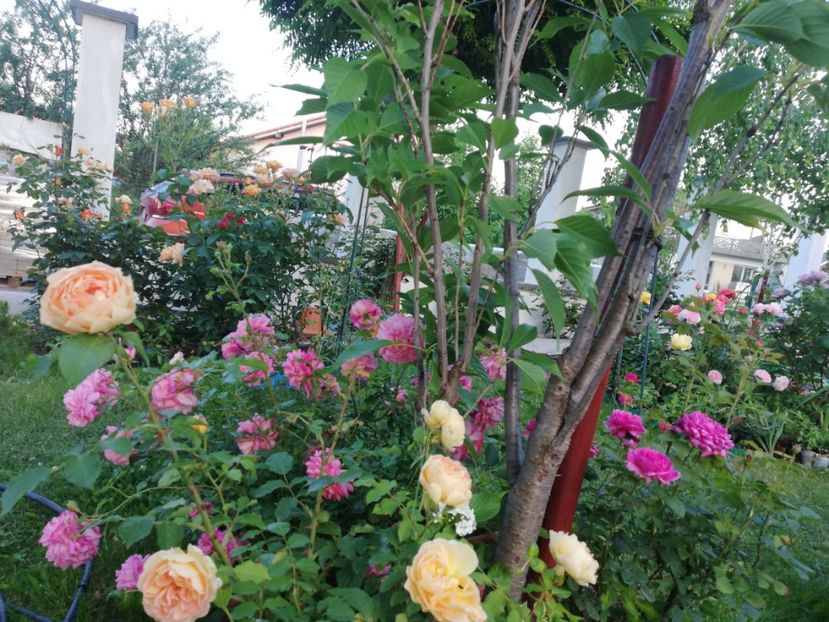  - Gradina iunie 2021