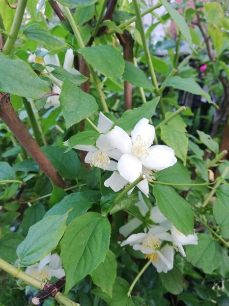  - Gradina iunie 2021