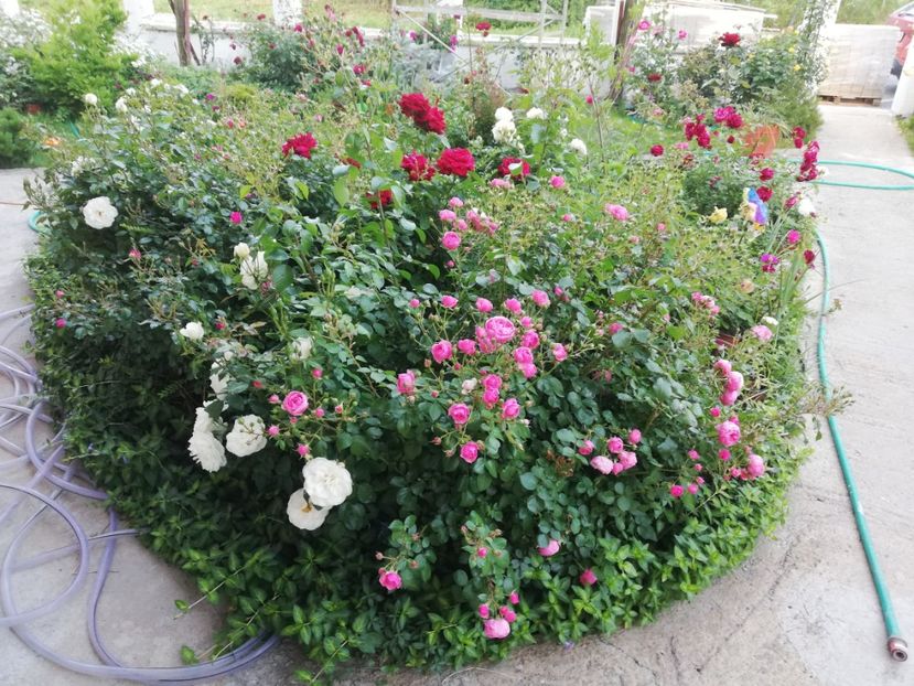  - Gradina iunie 2021