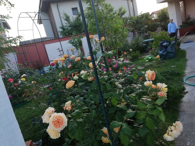  - Gradina iunie 2021