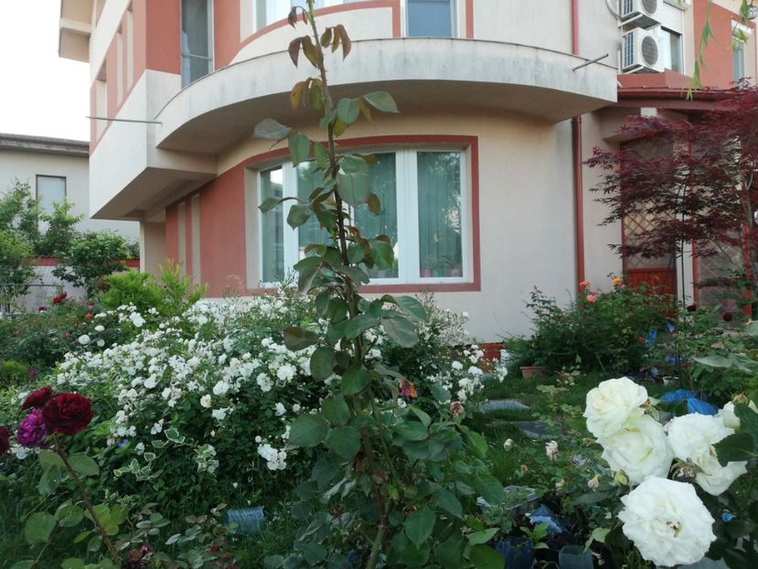  - Gradina iunie 2021