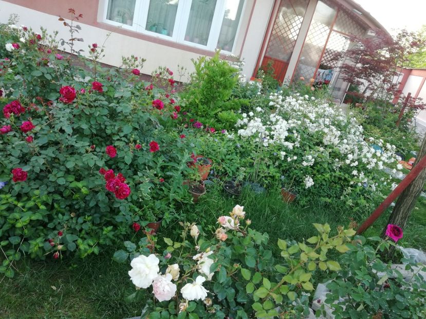  - Gradina iunie 2021