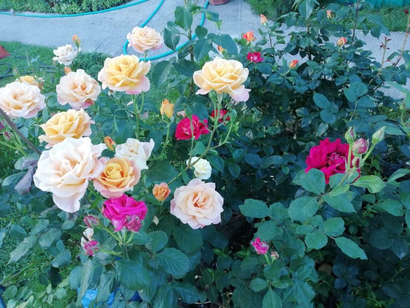  - Gradina iunie 2021