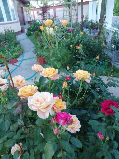  - Gradina iunie 2021