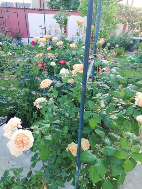  - Gradina iunie 2021