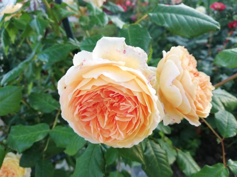  - Gradina iunie 2021