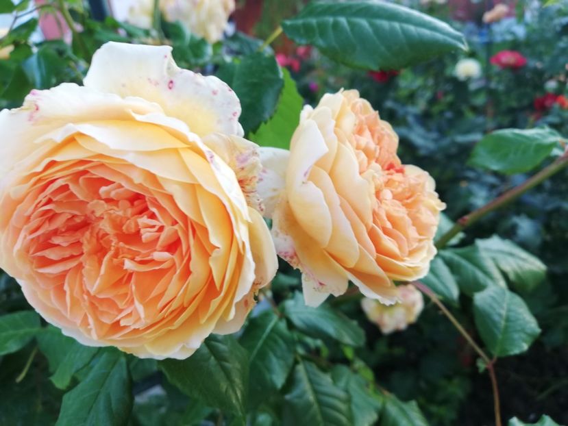  - Gradina iunie 2021