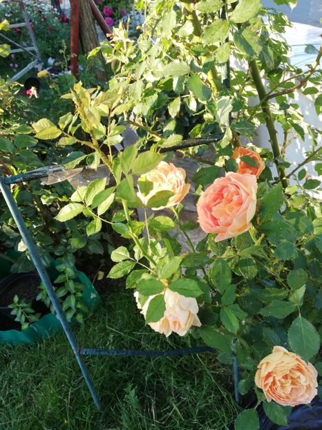  - Gradina iunie 2021