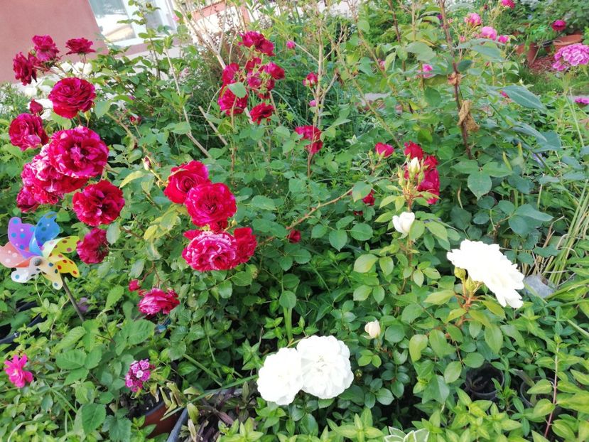  - Gradina iunie 2021