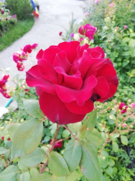  - Gradina iunie 2021