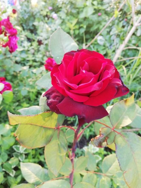  - Gradina iunie 2021